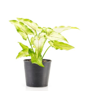 1631864335974622.png 1631864335974622.png